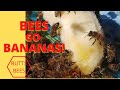 ☯️  BEES GO BANANAS! DO HONEY BEES HATE BANANAS??  #beekeepingtips