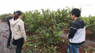 番石榴修剪的那些事，四月份修剪，中秋國慶時採收，約120天     The pruning of guava, pruning in April, about 120 days to harvest