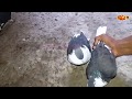 Awesome Male & Female Pigeon Combo Attacks Sound | Male Pigeons Super Performance Fighting |