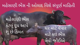 મહેસાણી ભેંસ વિશે પૂરી માહિતી || maheshani bhese vishe puri mahiti || ગુજરાત ભેંસો ની ઓલાદ ની માહિતી