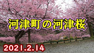 [2021河津桜] 2.14 見頃 オンライン河津桜まつり[非公式] お散歩 原付 ツーリング　伊豆　モンキー125 開花情報 鏃プロジェクト