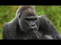 Experience Rwanda Gorillas & Chimps Trekking Tour (Exclusively Private)