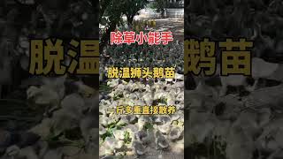 #狮头鹅 #纯种狮头鹅苗 #狮头鹅苗孵化厂  #animals