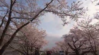 桜のトンネル 各務原市新境川堤160402