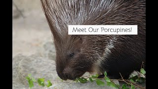 Meet the Porcupines at Ponderosa Zoo!