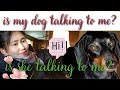 Is my dog talking to me?/n'dagen channel