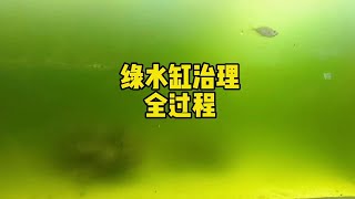 绿水缸的治理全过程【Chinese Aquaman frank】