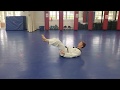 Online Course: Kids Beginner TKD: Lesson #23