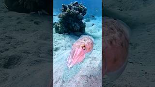 Sepia latimanus😱Animal #shorts #viral # #youtubeshorts #short #trending