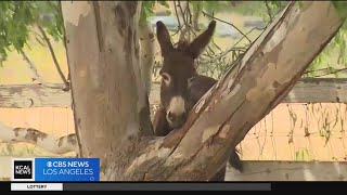 Wild burros of Inland Empire prompt local action