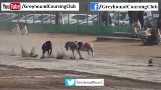 Derby 2018 | Greyhound derby race in Pakistan