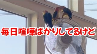 毎日毎日　喧嘩ばかりしてる奴ら