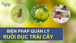 APN - BIỆN PHÁP QUẢN LÝ RUỒI VÀNG ĐỤC TRÁI