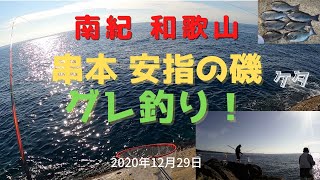 南紀 和歌山県 串本町 安指の磯で 2020年釣り納めのグレ釣り。水中映像も 2020年12月29日