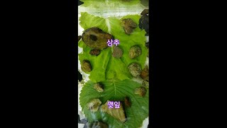 다슬기도 깻잎을 좋아할까??