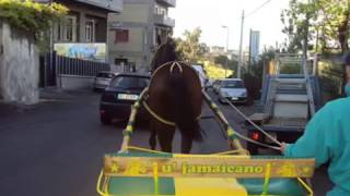 cavallo jamaicano canzone parlata adrano catania santino .wmv