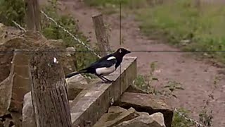 Head Shooting Magpies In A Farm Yard With The Wolverine R And Pulsar C50