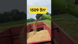 1509 ਬਾਸਮਤੀ #agriculture #tractor #punjabi #farming #jhona #vlog