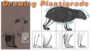 Mastering Plantigrade Animal Drawing: Tips and Techniques for Realistic Results: Friday 156