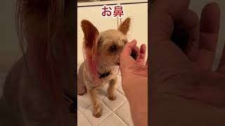 俊速お鼻出来ます。#yorkshireterrier #ヨーキー #dog #いぬ #cute #cão #shorts #short #芸 #鼻