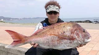 でか真鯛ならとりま魚拓っしょ♪ #fishing