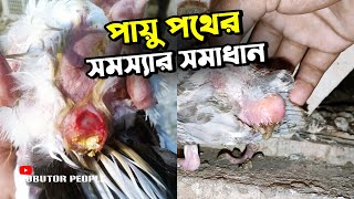 কবুতরের টয়লেট বা পায়ু পথের গোটা পক্স সমস্যার সমাধান | Rajon | Pigeon Bird | Kobutor Palon Bangladesh