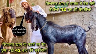 रियासत ख़ान के फ़ार्म पर रेड छुपा रखे 42 क़द की बकरियाँ @farmingbaba riyasat khan goat farm ramagarh