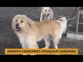 Kalendar Sarawak: Kempen Endrabies kerajaan Sarawak & pelaksanaan SST