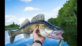 Top 10 Lakes for Walleye Fishing in Wisconsin 24