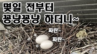 Live 부화한 새끼 품고 있는 비둘기 부부 57 | 20220522