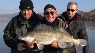 Pecanje smuđa na Dunavu kod Tekije | Zander fishing