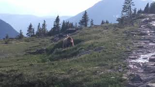 Hidden lake grizzly encounter