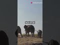 Victoria Falls - The Smoke That Thunders
