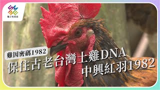 保住古老台灣土雞DNA，中興紅羽1982。｜雞因密碼1982｜公視 #獨立特派員 第769集 20220928