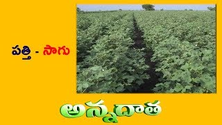 Advices on | BT Cotton Cultivation || ETV AnnaData