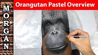 wildlife art pastel - Orangutan - time-lapse overview