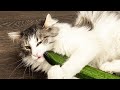 Why Do Cats Fear Cucumbers? The Surprising Truth Revealed! #cat