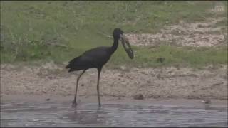 Safari Live  Open Billed Stork opening and eating mussels this afternoon with Tristan Jan 02, 2017