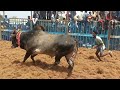 ayyapatti ayyanar kovil kaalai அய்யாபட்டி அய்யனார் கோவில் காளை