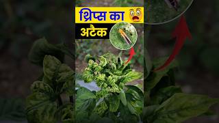 थ्रिप्स कण्ट्रोल | Thrips ki roktham | how to control thrips #agrostar #farming #thrips #shorts