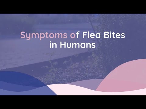 What family are fleas in?