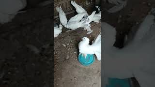 White lokka pigeon shorts .. ❤  #lokka #pigeon #pets #birds  #FancyPigeon. #pigeon