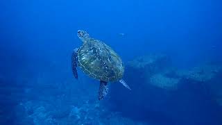 八丈島ダイビング〜カメと泳ぐ〜