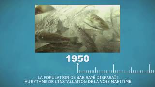 La petite histoire du bar rayé