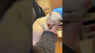 顔を洗うイタチ #ferret #フェレット