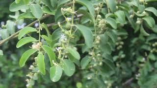 Olax scandens - கடல் அழிஞ்சில்