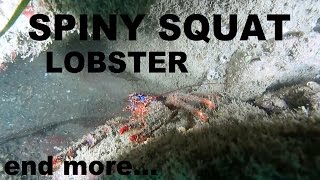 SPINY SQUAT LOBSTER and more sea life. Scuba diving Ireland