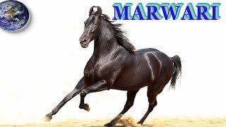 TOP Beautiful Marwari Horse in the World