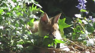 baby fox nibbles on a leaf