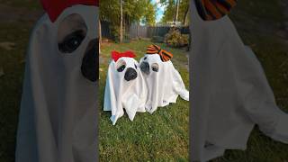 Finally did the GHOST photoshoot with my TWO pugs 👻👻 #pug #dog #halloween